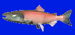 Men� pesce